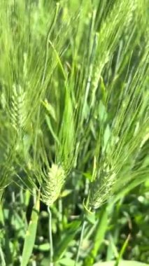 Buğday, tarımsal gelişmeleri vurgulayarak Biyoçiftliklerde gelişir. Biyoçiftliklerdeki buğday üretimi tarımsal sürdürülebilirliği ve tozlaştırıcı ekosistemleri destekler. Biyolojik çeşitlilik kavramı.