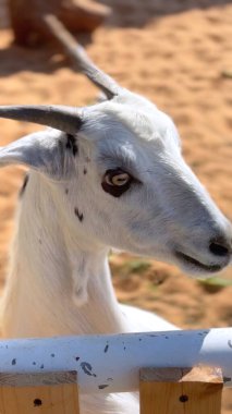 Vertical screen:Goat on bioFarm explores dusty trails, its presence enriching desert agriculture. BioFarm integrates goat habits into ecosystem, thriving in sandy desert expanses. clipart