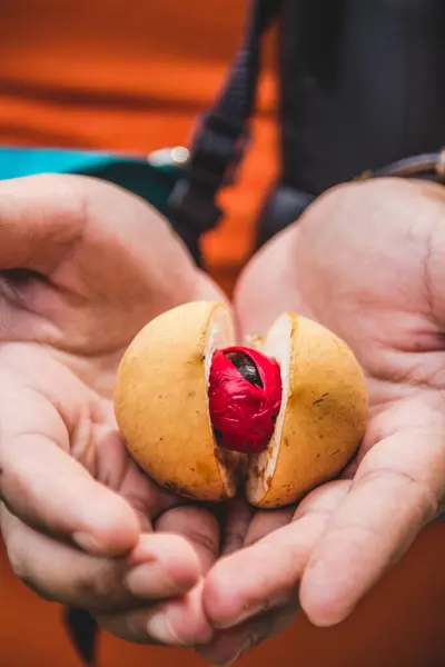 Banda 'nın, Maluku' nun, Endonezya 'nın tüm hindistan cevizini elinde tutan kişinin yakın görüntüsü