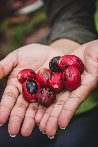 Palmiyelerde çiğ hindistan cevizi, Banda Besar Adası, Maluku, Endonezya, seçici odaklanma