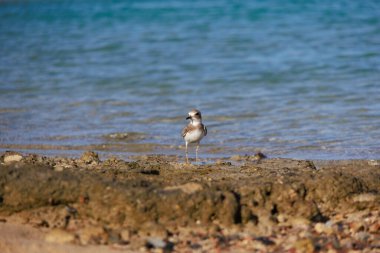 Deniz kıyısında küçük bir serçe