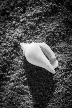 Su damlaları olan kabuklar.