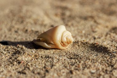 Su damlaları olan kabuklar.