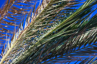 Bir palmiye dalı ve iğnesi