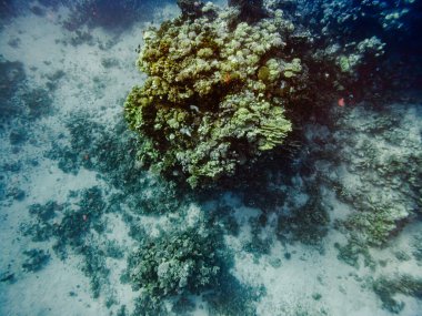 red Sea sualtı resif