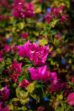 Bahçedeki güzel pembe çiçekler