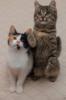 İki kedi yavrusu, iki en iyi arkadaş.