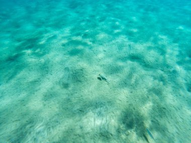 Kızıl Deniz 'de küçük bir balık