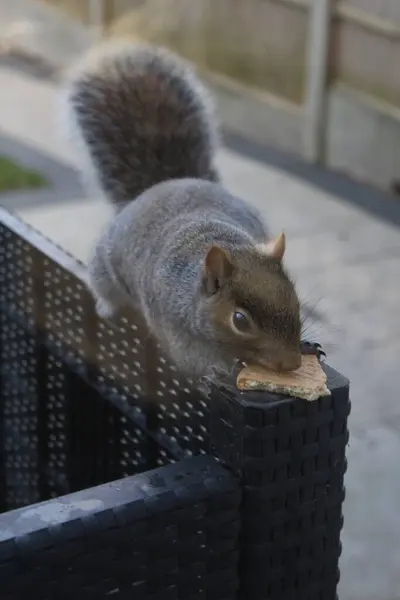 stock image Cute squirrel outside eating food.