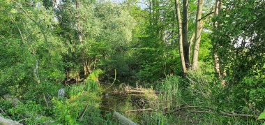 Ormandaki nehrin güzel manzarası