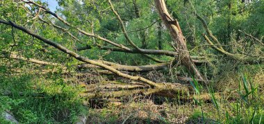 Ormanda ağaç kökleri