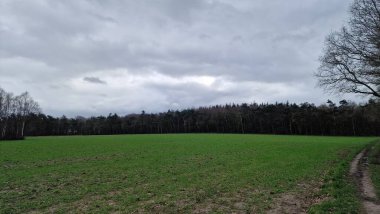 Baharda yeşil orman ve ağaçlar