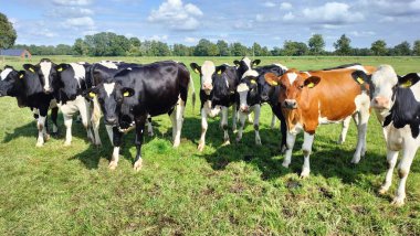 İnekler çayırda otluyor.