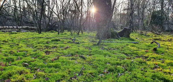 Ağaçları ve yaprakları olan güzel bir orman