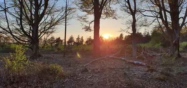 Sonbahar ormanı sabahları
