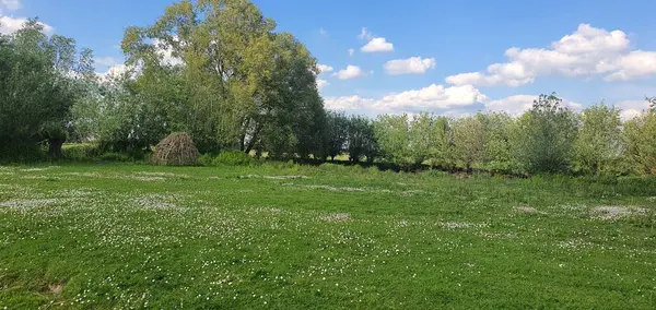 Güzel bir manzara Ağacı ve mavi gökyüzü