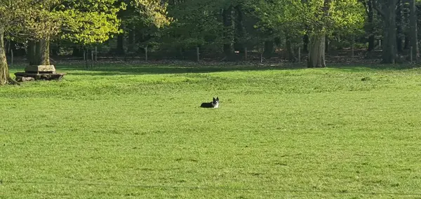 Parkta bir köpek