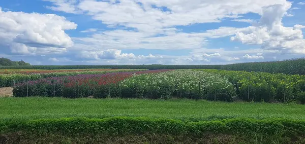 Bahçedeki güzel çiçekler