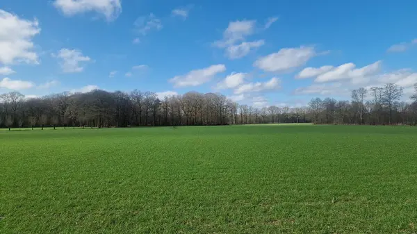 Ukrayna 'da bahar tarlası
