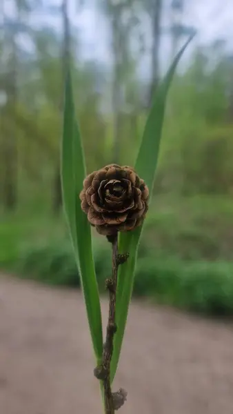 Bir çiçeğe yaklaş.