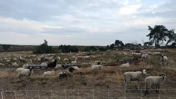 Koyun sürüsü tarlada otluyor.