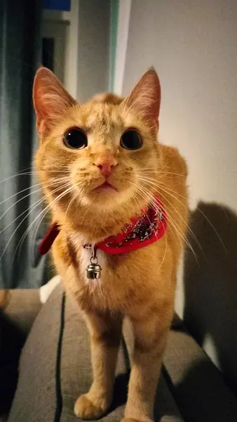kedi yerde.