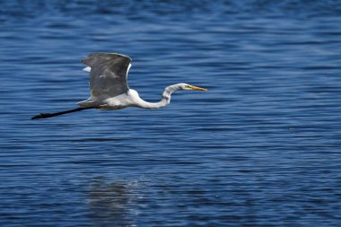 Free Flight of White Heron clipart