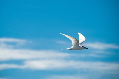 Seagulls Fly Freely in the Sky clipart