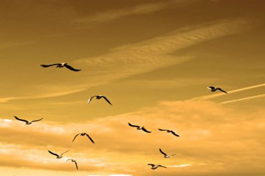 Seagulls Flying in the Early Morning Sky clipart