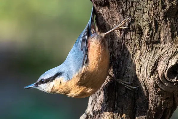 Uçuşun ortası Marvel Nuthatch Ağaçların arasından süzülüyor