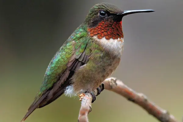 stock image Delicate Beauty Hummingbird Perched Serenely on a Branch