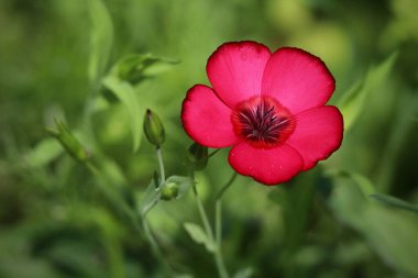 Tepede büyüyen Kırmızı Hibiscus Çiçeği