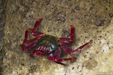 Sea Crabs Perched on Rocky Shore clipart