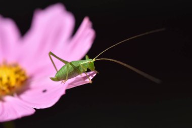 A grasshopper perches delicately on a pristine white flower, creating a captivating contrast and highlighting the intricate beauty of nature's small wonders. clipart