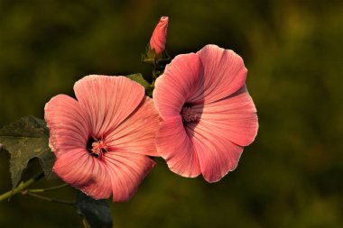 The Beauty of Sweet Colored Hibiscus clipart