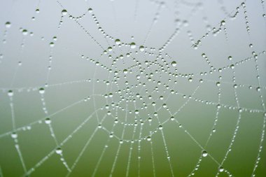 Spider web dew drops morning's delicate diamonds, shimmering with nature's intricate artistry. clipart