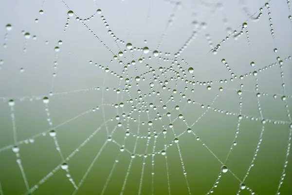 stock image Spider web dew drops morning's delicate diamonds, shimmering with nature's intricate artistry.