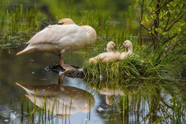 Natural Beauty of Swans and Babies clipart