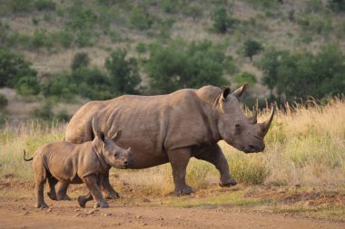 Emerald Giants Green Rhinoceros Mother and Baby Stroll clipart