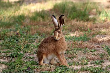 Sitting in the Rabbit Field clipart