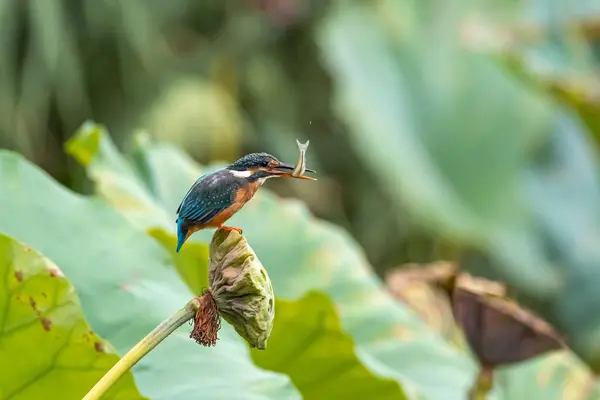 stock image A kingfisher skillfully hunts and catches a fish