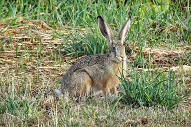 Grass Munching with Wild Rabbits Gaze clipart