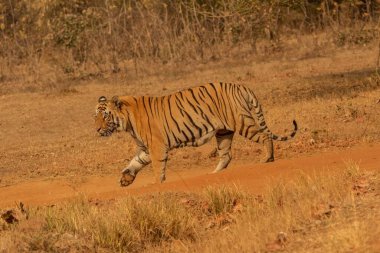 Royal Bengal Tiger in Full Stride Racing Across Mud Path clipart