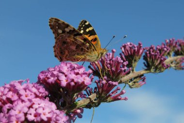 The Tiger Butterfly A Sitting Beauty in Purple Flowers clipart