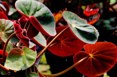 The Beauty of Begonia Leaves clipart