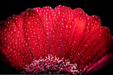 The Beauty of Dew Drops on Gerbera Flowers clipart