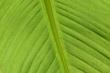 The Beauty of Green Banana Leaves clipart