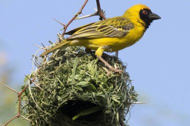 Cradled in Nature Beauty of a Weaver Bird's Nest clipart