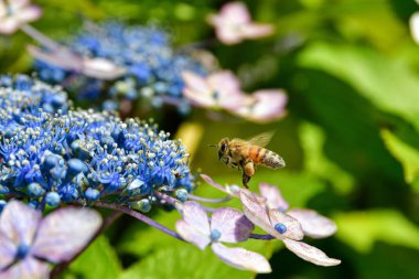 Beauty of Flying Bees on Natural Blue Flowers clipart