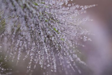 The Beauty of Natural Water Drops clipart